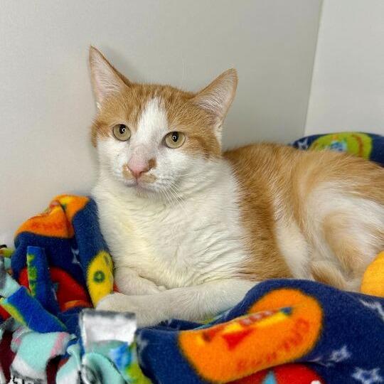 Enlarge Countdown, a Adoptable Domestic Short Hair in Matteson, IL image 1/3