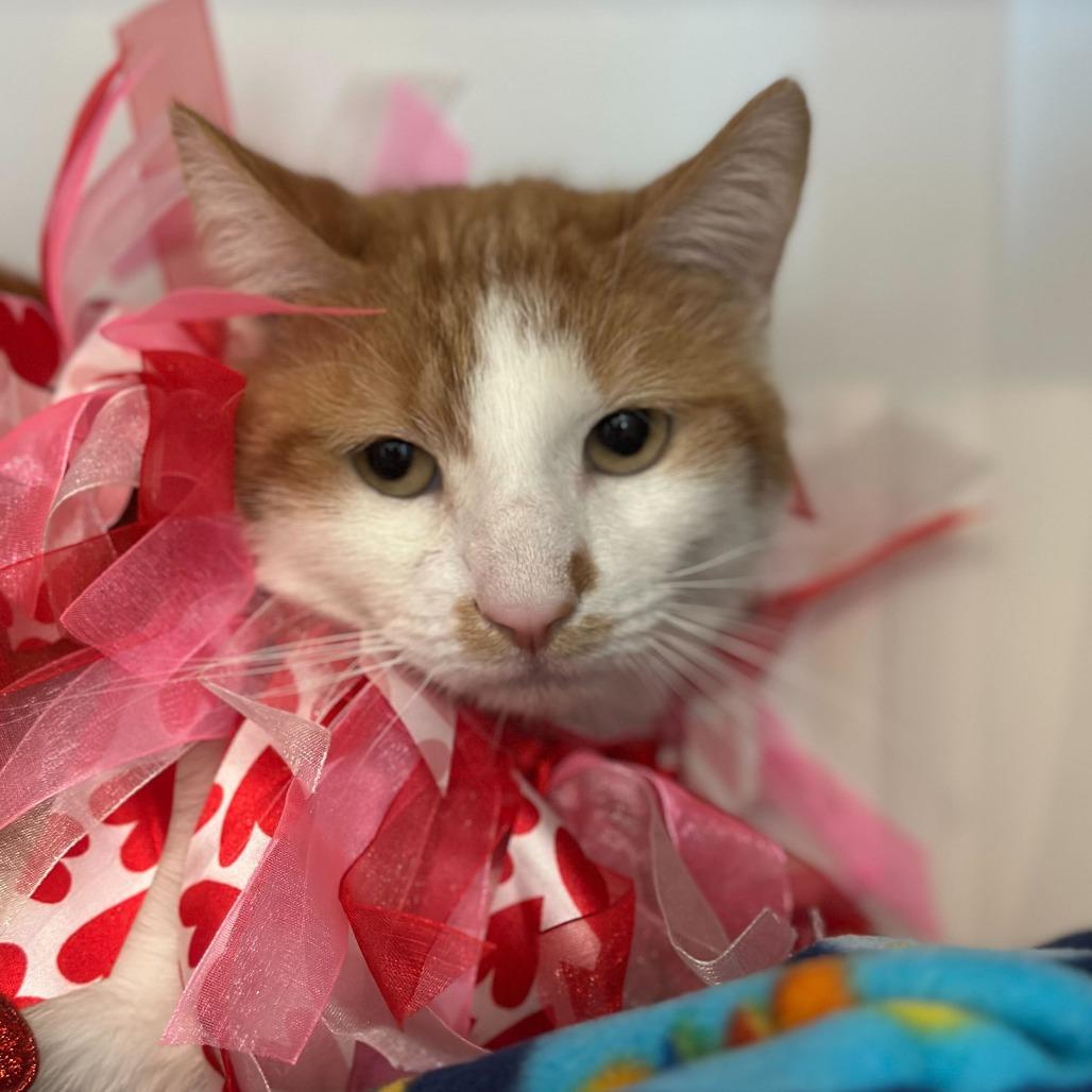 Enlarge Countdown, a Adoptable Domestic Short Hair in Matteson, IL image 2/3