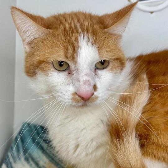 Countdown, a Adoptable Domestic Short Hair in Matteson, IL image 3/3