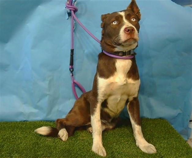 LEONARD, Adoptable, Young Male Siberian Husky & Pit Bull Terrier.