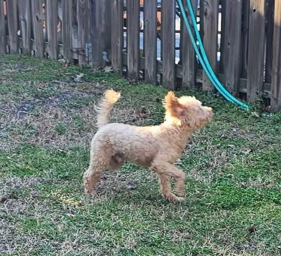 Enlarge Sam, a Adopted Poodle in Leonardtown, MD image 4/6