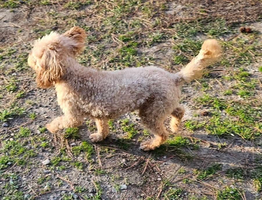 Enlarge Sam, a Adopted Poodle in Leonardtown, MD image 2/6