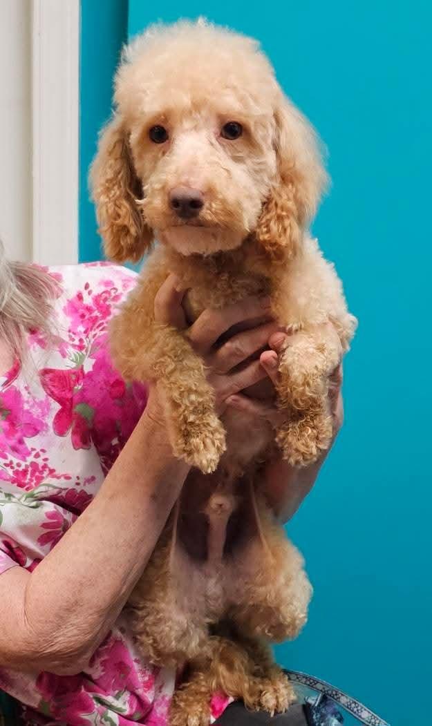 Enlarge Sam, a Adopted Poodle in Leonardtown, MD image 6/6
