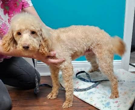 Enlarge Sam, a Adopted Poodle in Leonardtown, MD image 5/6