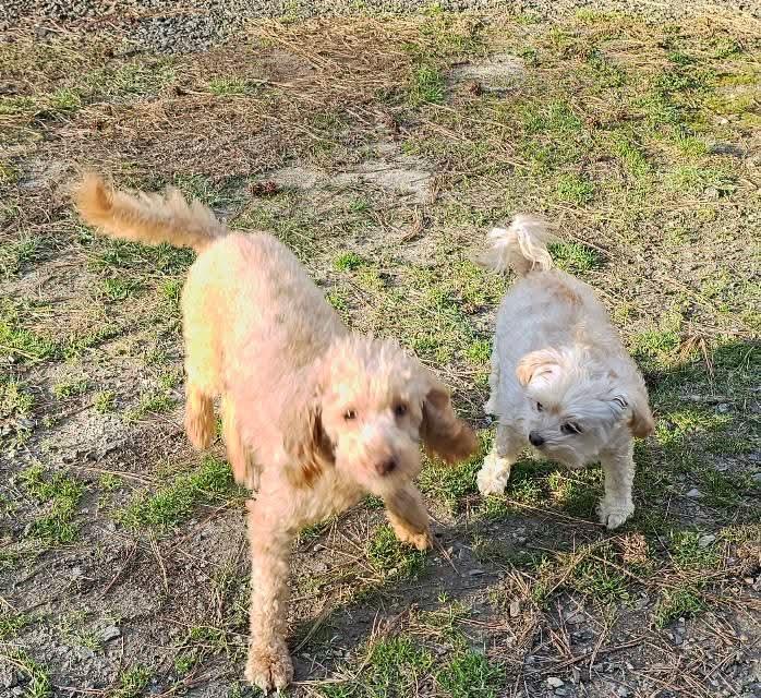 Enlarge Sam, a Adopted Poodle in Leonardtown, MD image 3/6