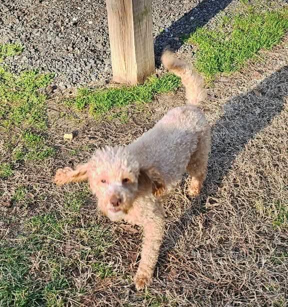 Sam, Adopted, Adult Male Poodle.