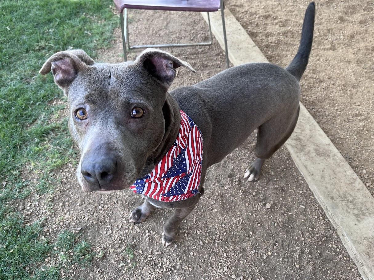 Enlarge Sadie* A214266, a Adoptable mixed breed in Plano, TX image 6/6