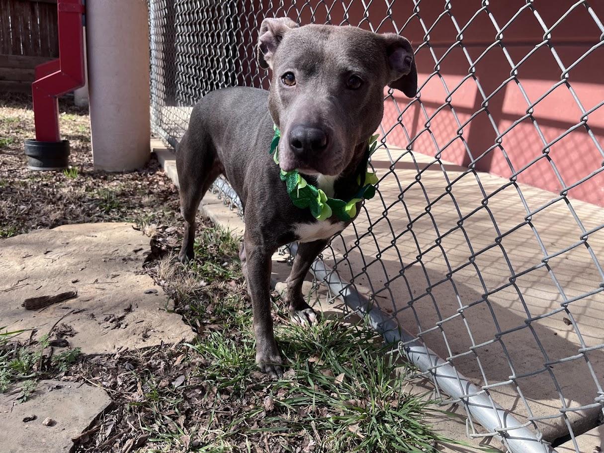 Enlarge Sadie* A214266, a Adoptable mixed breed in Plano, TX image 6/6