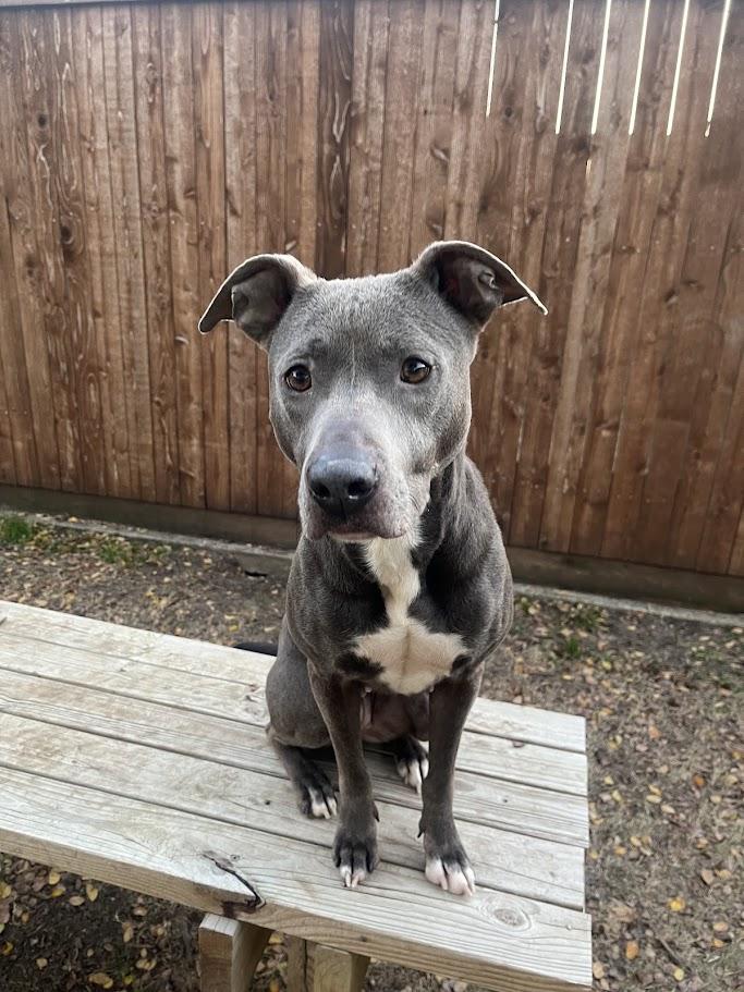 Enlarge Sadie* A214266, a Adoptable mixed breed in Plano, TX image 5/5