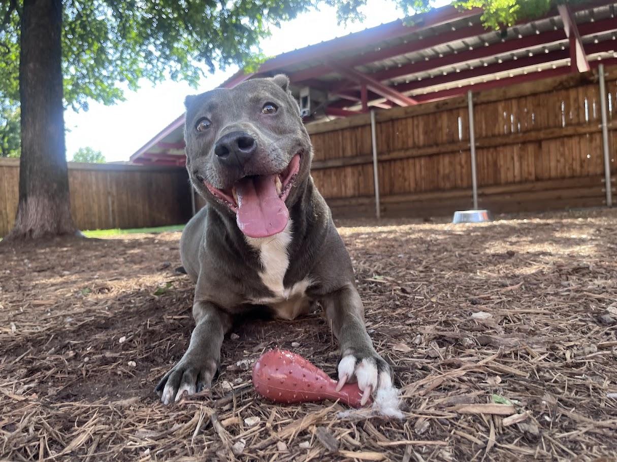 Enlarge Sadie* A214266, a Adoptable mixed breed in Plano, TX image 6/6