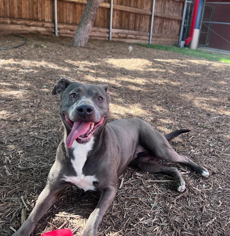 Enlarge Sadie* A214266, a Adoptable mixed breed in Plano, TX image 1/6