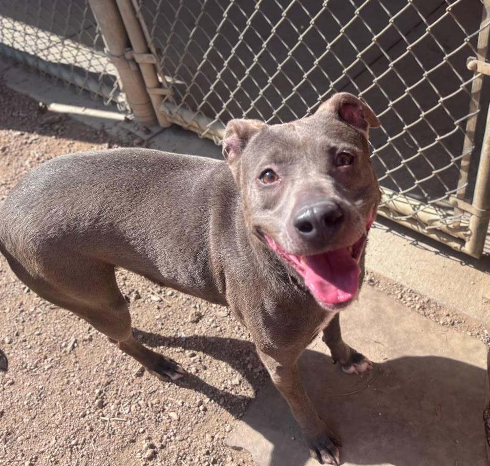 Enlarge Sadie* A214266, a Adoptable mixed breed in Plano, TX image 5/6