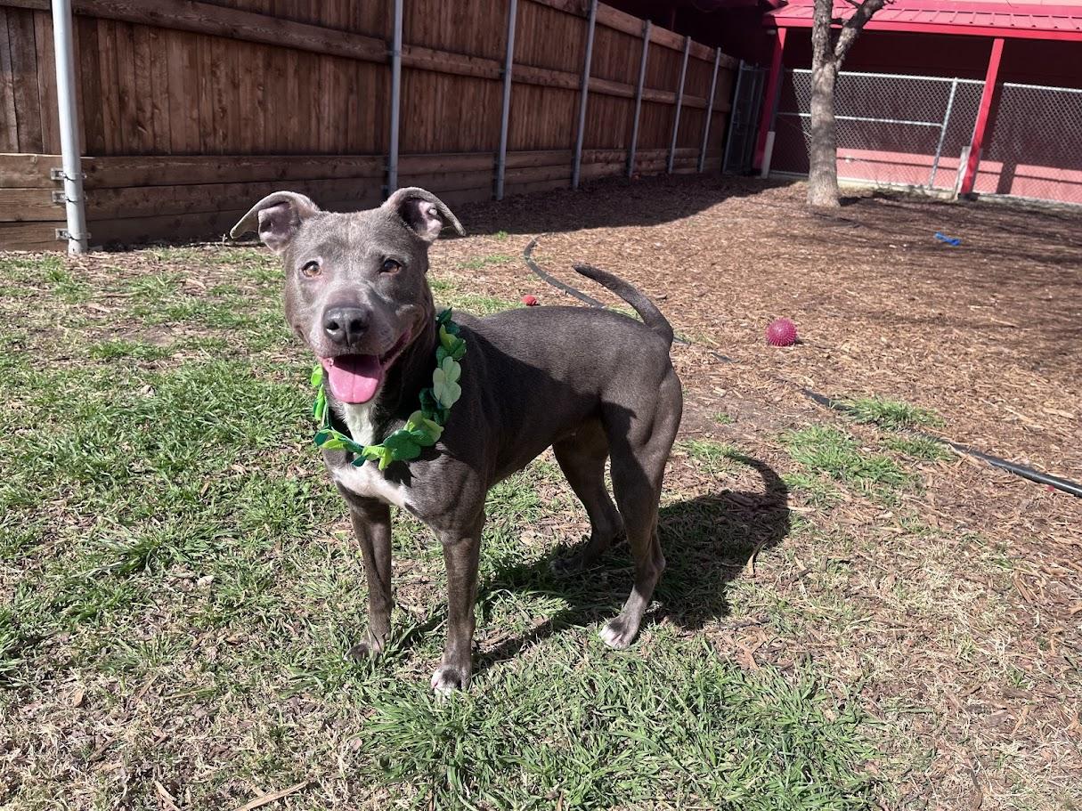 Enlarge Sadie* A214266, a Adoptable mixed breed in Plano, TX image 1/6