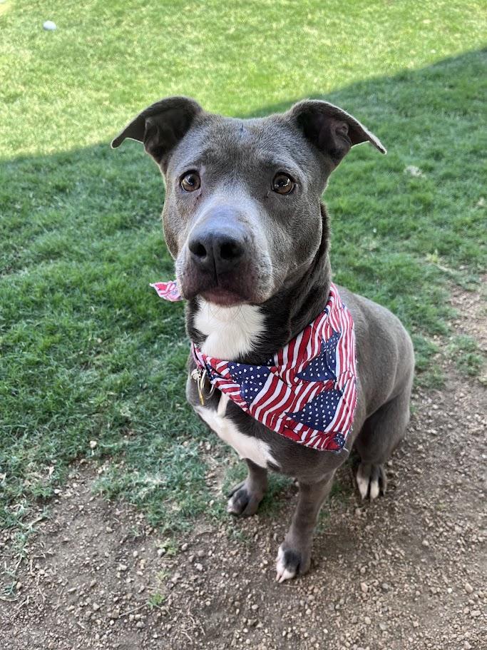 Enlarge Sadie* A214266, a Adoptable mixed breed in Plano, TX image 1/6