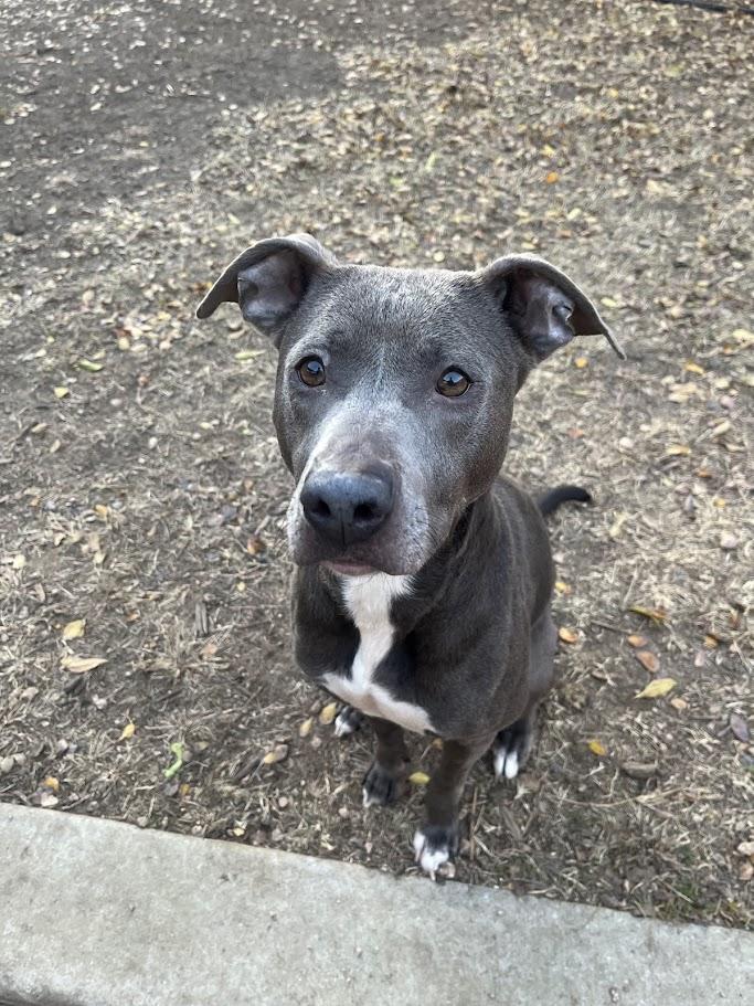 Sadie* A214266, Adoptable, Adult Female Pit Bull Terrier & Australian Cattle Dog / Blue Heeler.