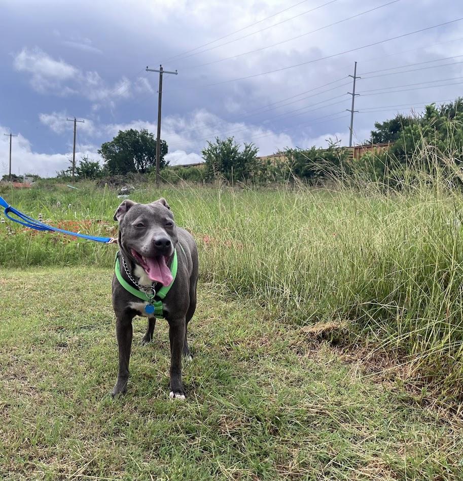 Sadie* A214266, Adoptable, Adult Female Pit Bull Terrier & Australian Cattle Dog / Blue Heeler.