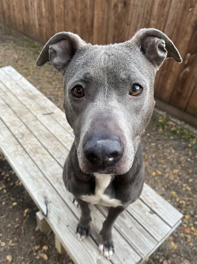 Enlarge Sadie* A214266, a Adoptable mixed breed in Plano, TX image 4/5