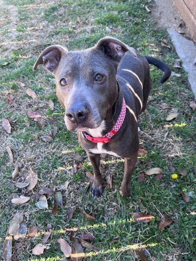 Enlarge Sadie* A214266, a Adoptable mixed breed in Plano, TX image 2/6