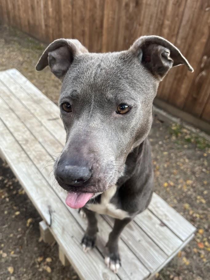 Enlarge Sadie* A214266, a Adoptable mixed breed in Plano, TX image 3/5