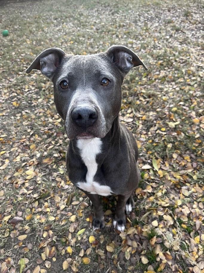 Enlarge Sadie* A214266, a Adoptable mixed breed in Plano, TX image 2/5