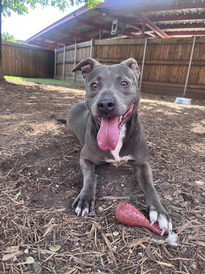 Enlarge Sadie* A214266, a Adoptable mixed breed in Plano, TX image 2/6