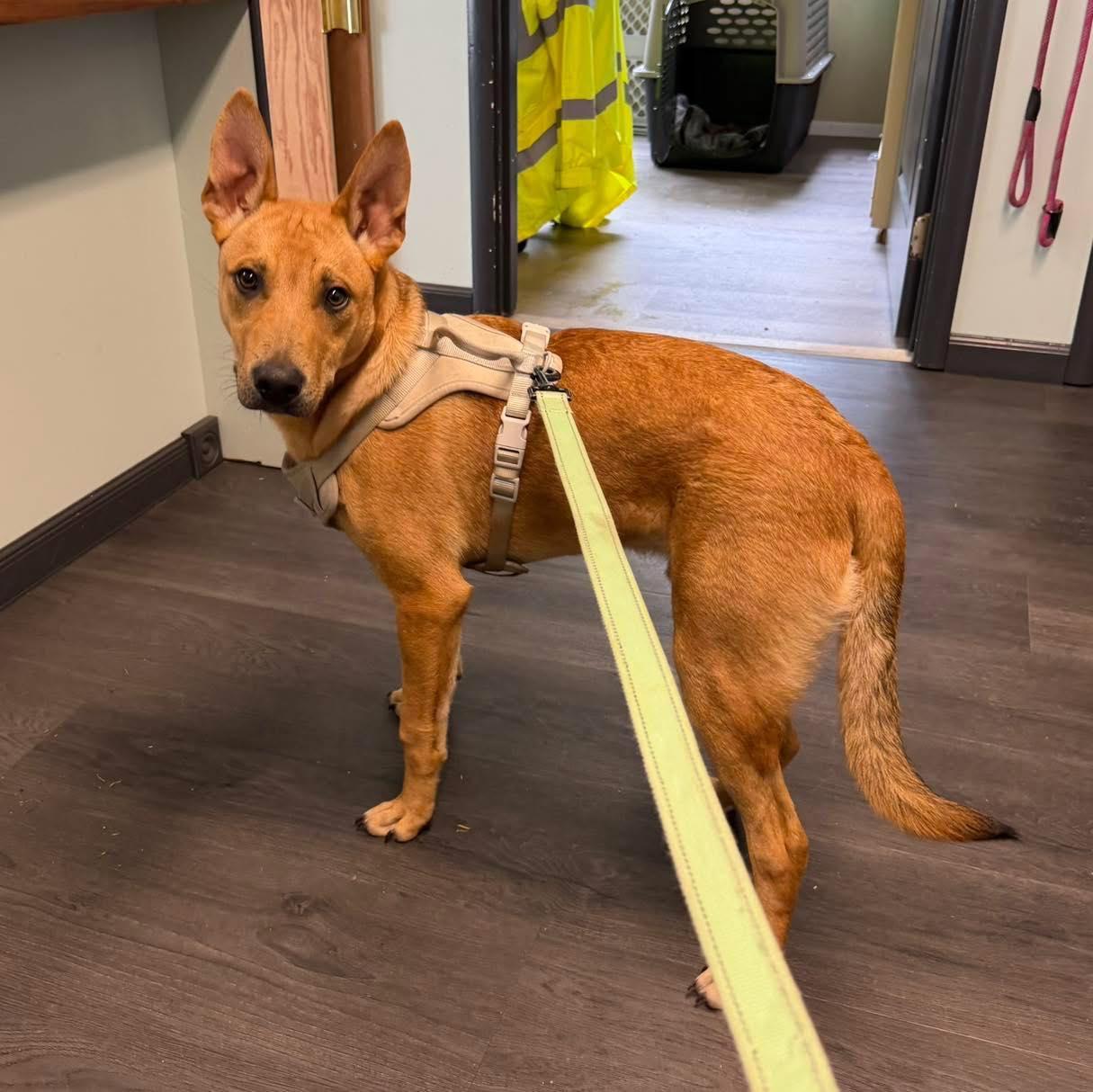 Enlarge Bandit, a ADOPTABLE mixed breed in Crescent city, CA image 2/4