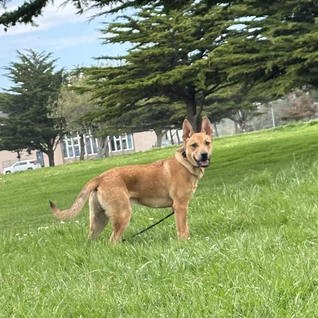 Enlarge Bandit, a ADOPTABLE mixed breed in Crescent city, CA image 3/4