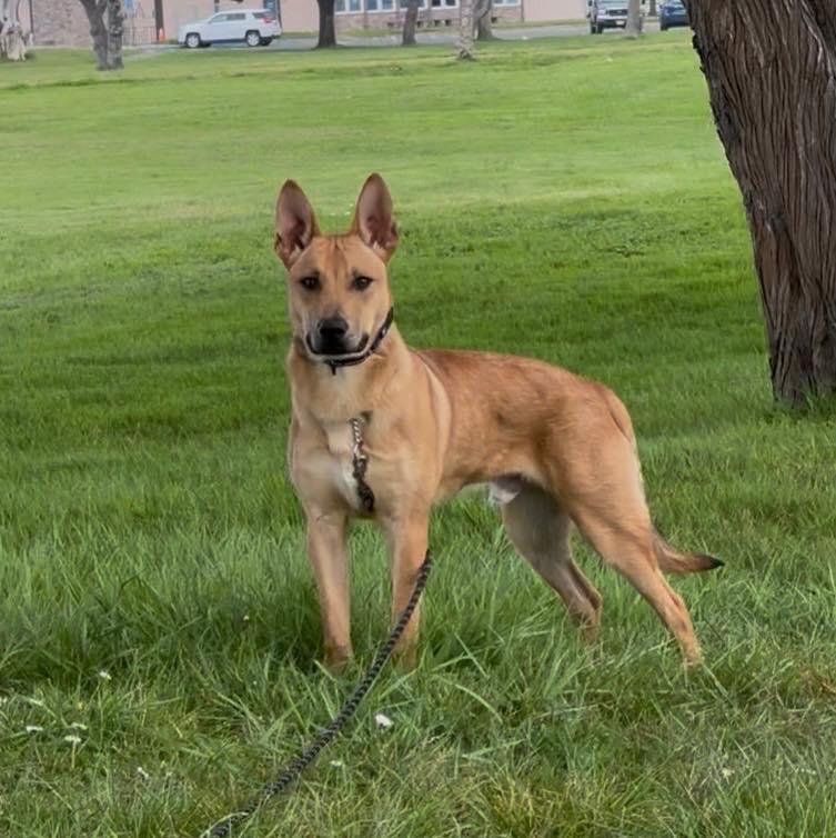 Enlarge Bandit, a ADOPTABLE mixed breed in Crescent city, CA image 4/4