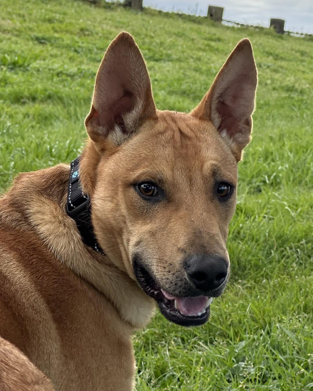 Bandit, ADOPTABLE, Young Male Carolina Dog.