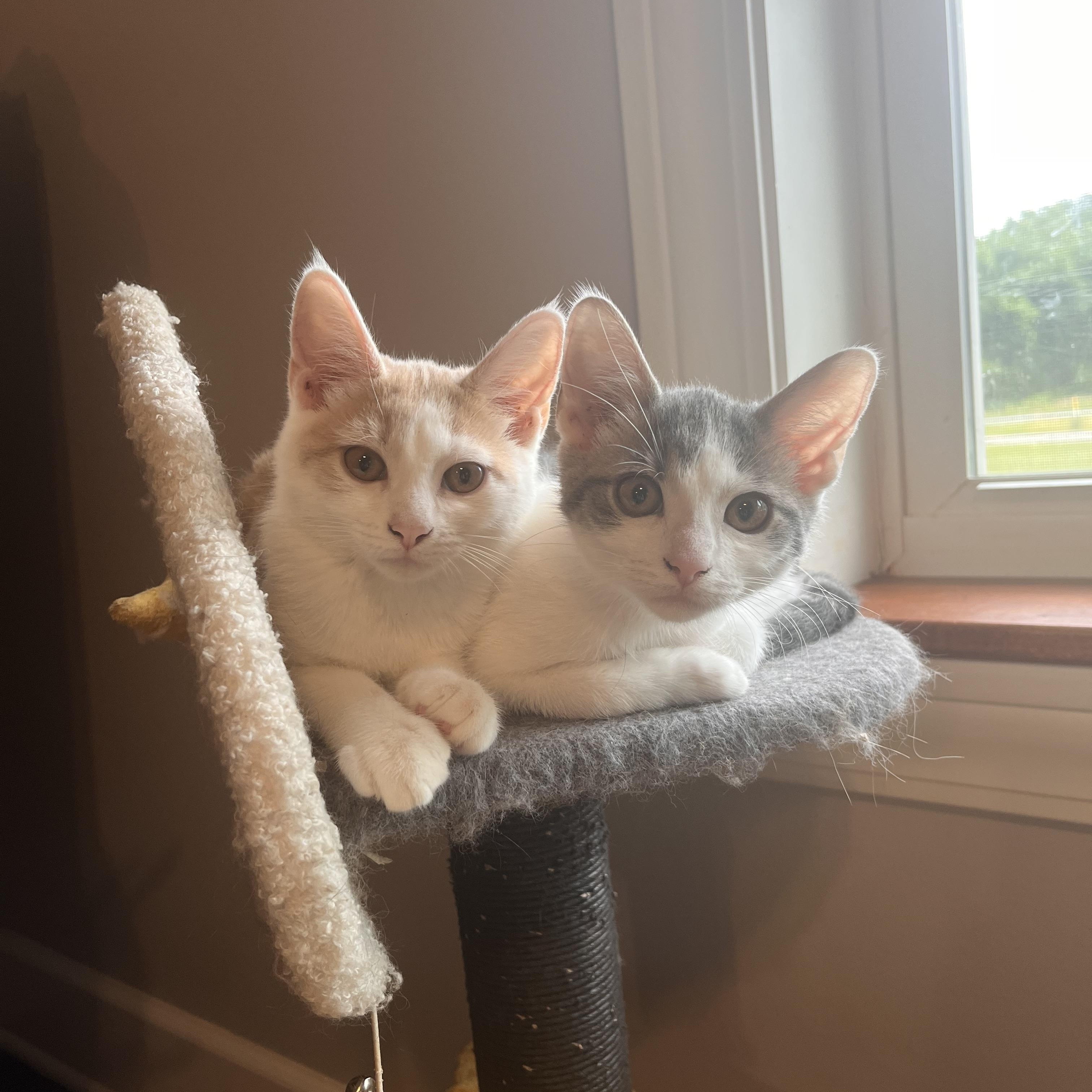 Ricotta (Rikki), a ADOPTABLE Domestic Short Hair in Lewis Center, OH image 3/3