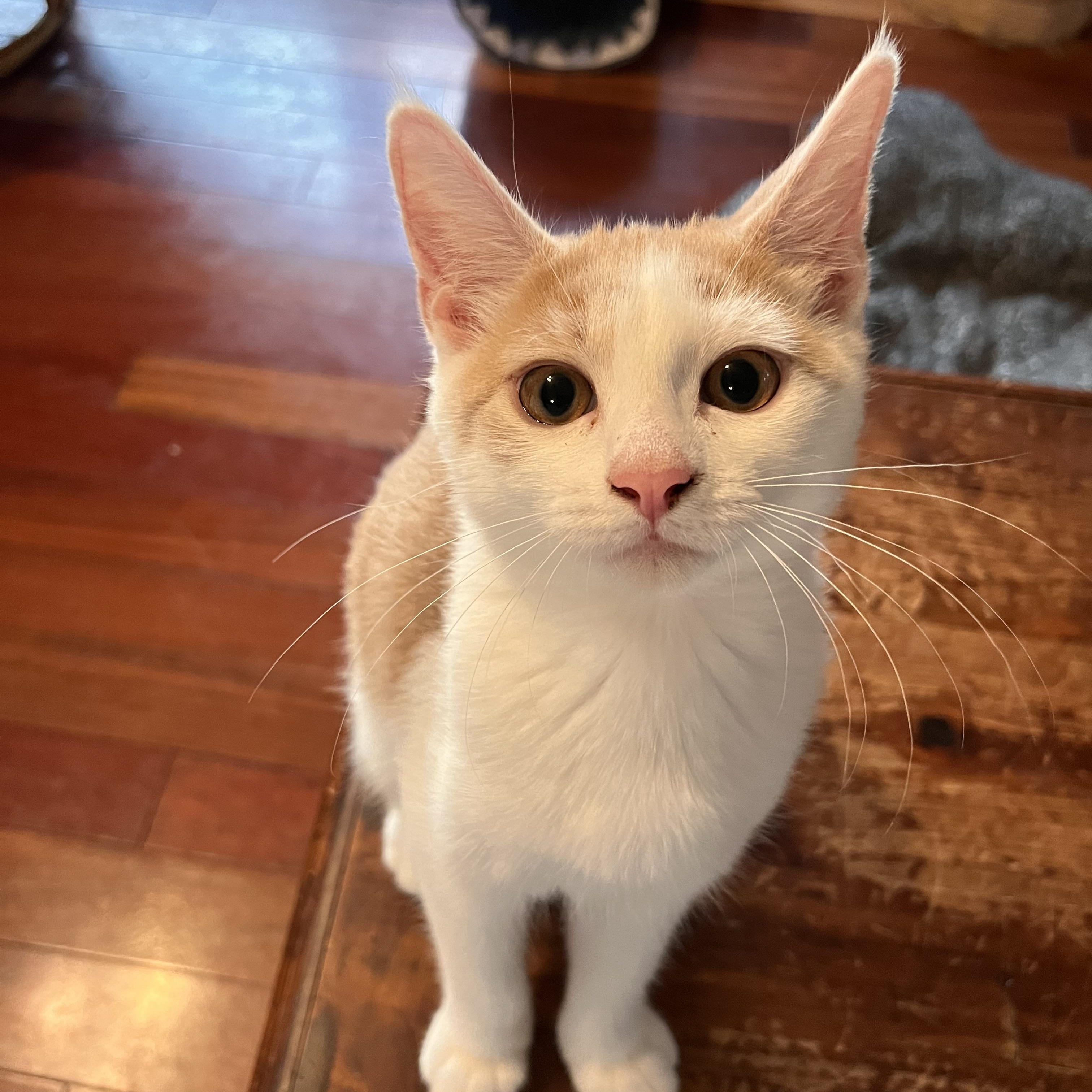 Ricotta (Rikki), a ADOPTABLE Domestic Short Hair in Lewis Center, OH image 1/3