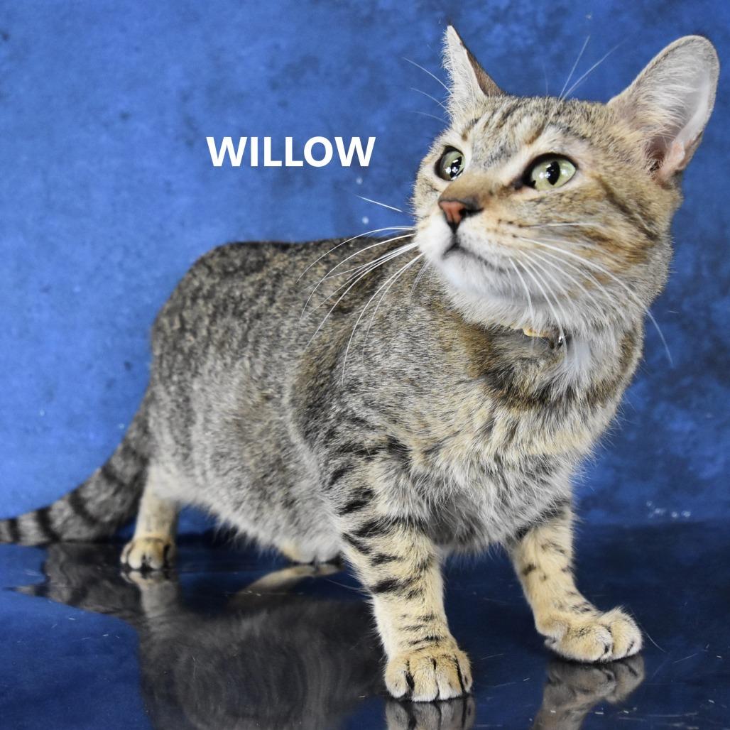 Willow