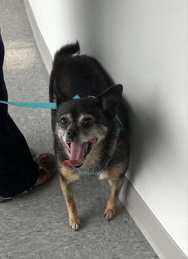 Enlarge Rose, a Adoptable mixed breed in Bryan, TX image 1/2