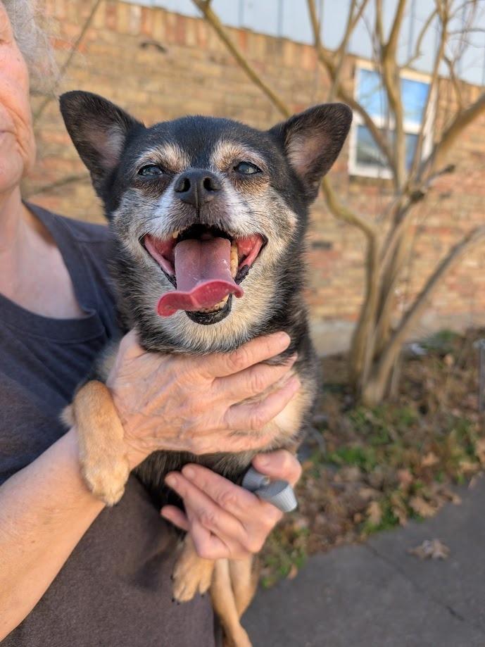 Rose, a Adoptable mixed breed in Bryan, TX image 2/6