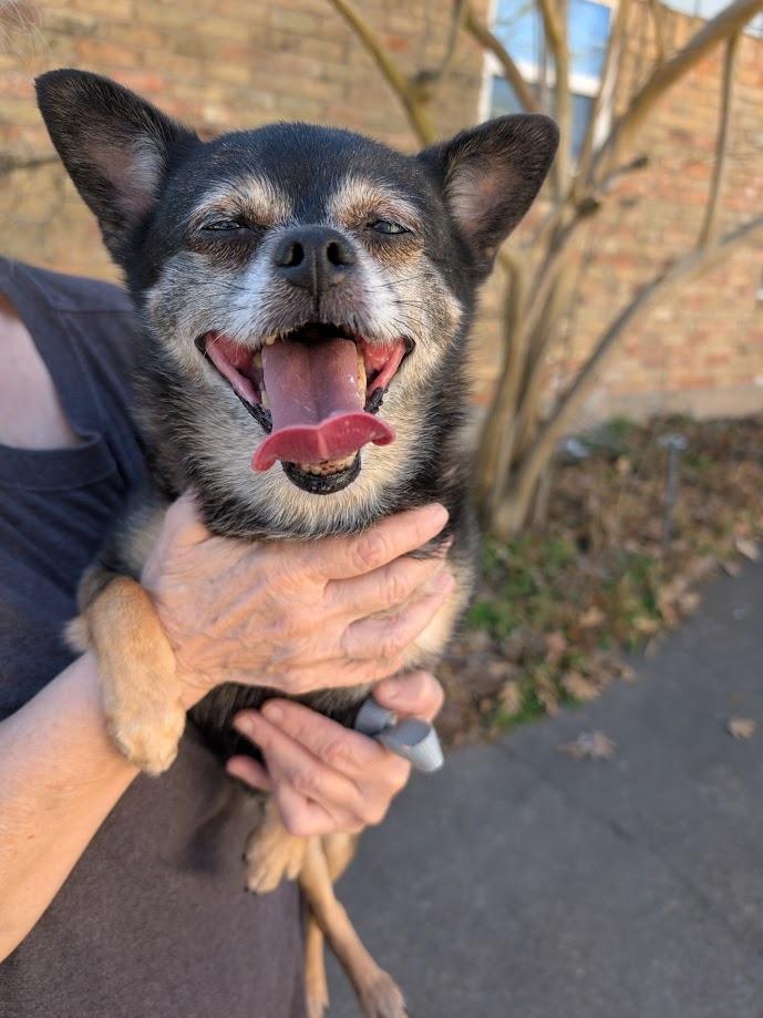 Rose, a Adoptable mixed breed in Bryan, TX image 3/6