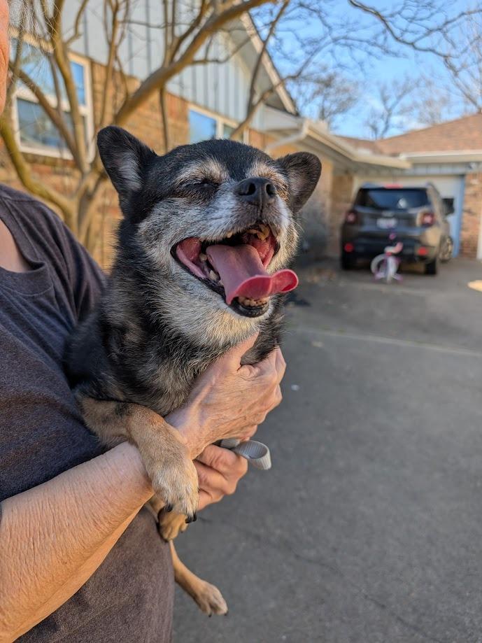 Rose, a Adoptable mixed breed in Bryan, TX image 5/6