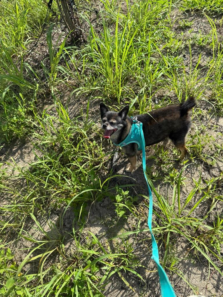 Enlarge Rose, a Adoptable mixed breed in Bryan, TX image 1/2