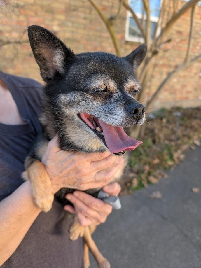 Rose, a Adoptable mixed breed in Bryan, TX image 6/6