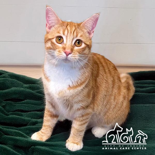 Enlarge PEACHES, a Adoptable Domestic Short Hair in Irvine, CA image 1/1