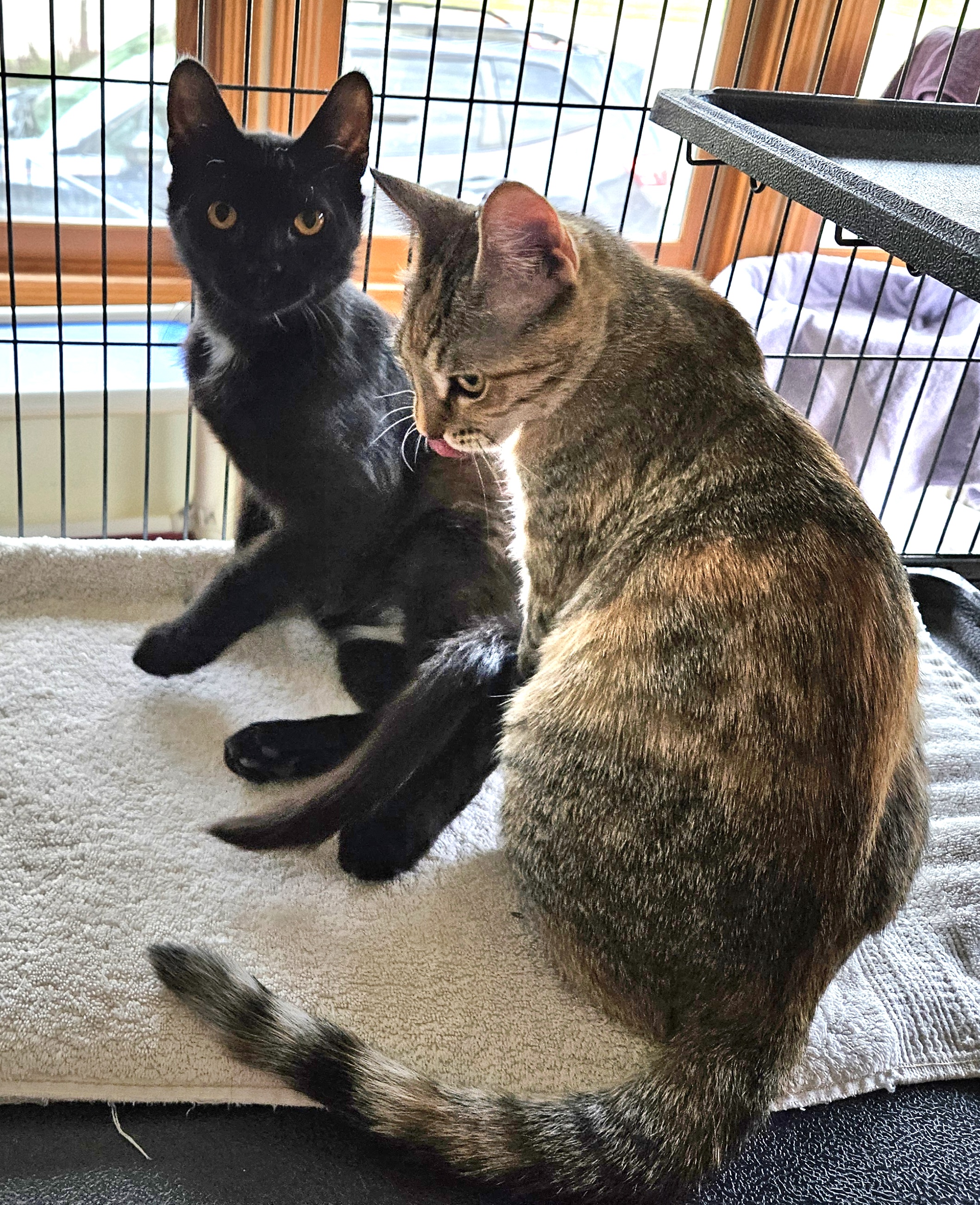 Ivy (and Iggy), an adoptable American Shorthair in Dekalb, IL, 60115 | Photo Image 3