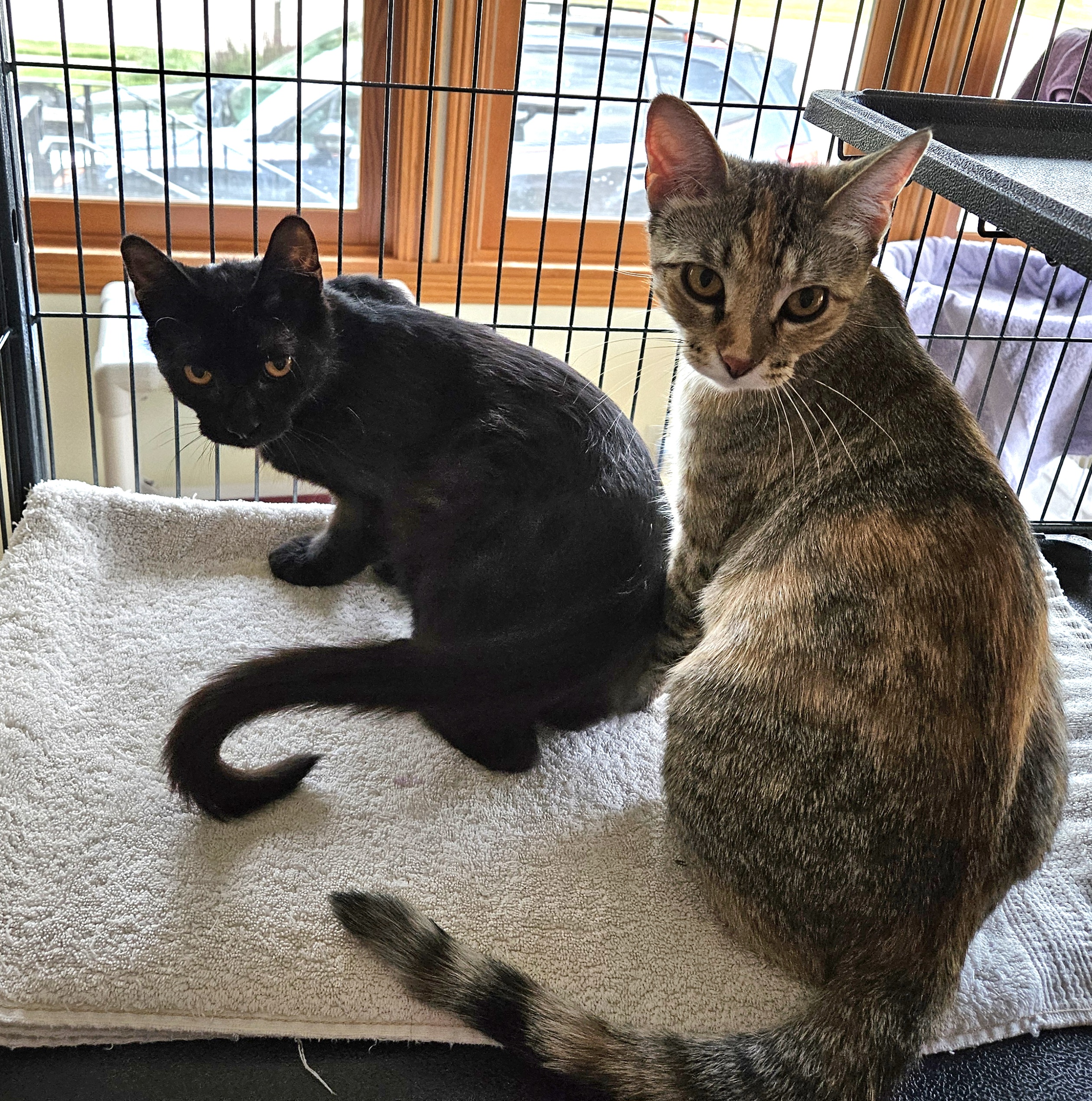 Ivy (and Iggy), an adoptable American Shorthair in Dekalb, IL, 60115 | Photo Image 4