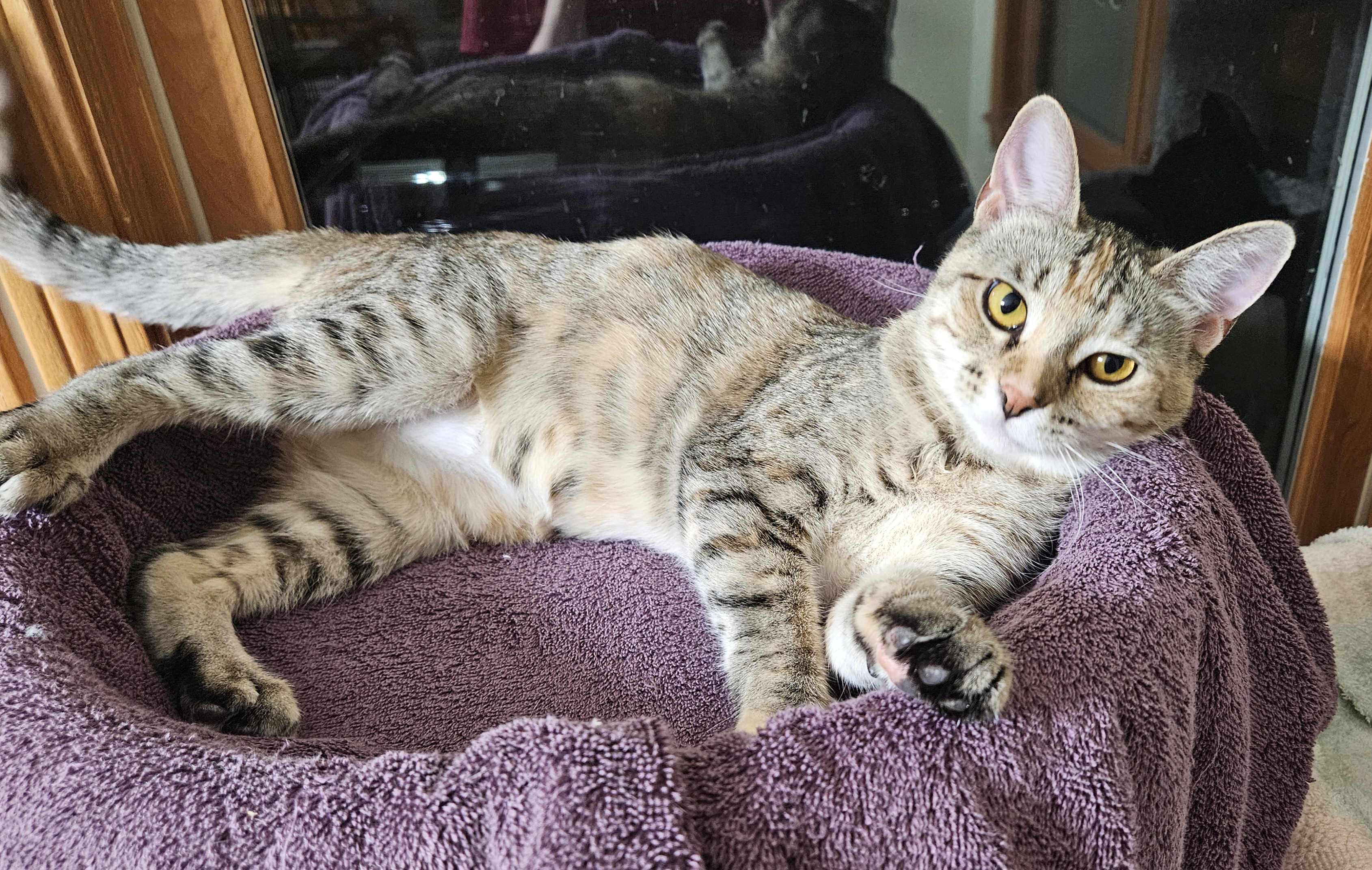 Ivy (and Iggy), an adoptable American Shorthair in Dekalb, IL, 60115 | Photo Image 1