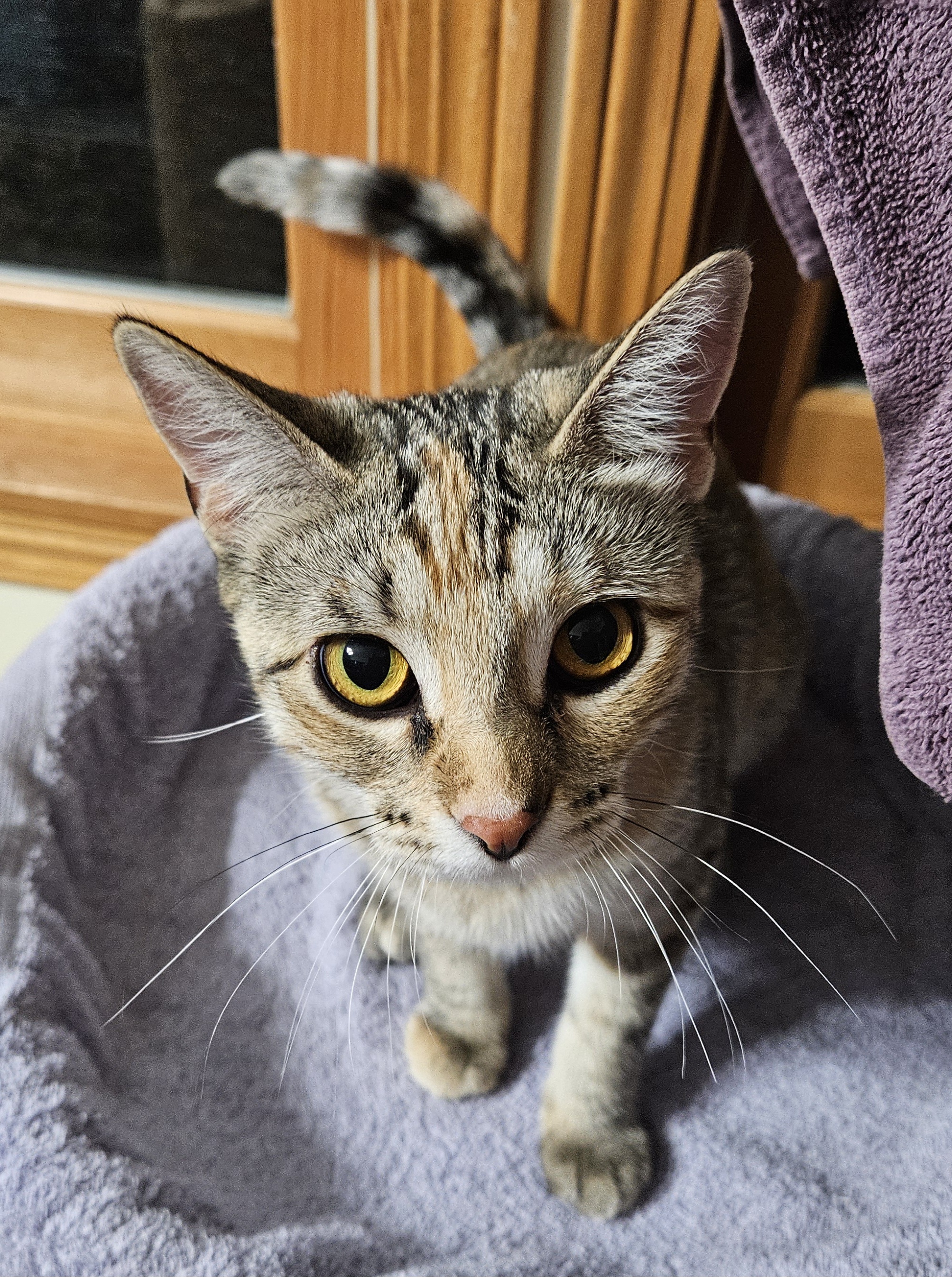 Ivy (and Iggy), an adoptable American Shorthair in Dekalb, IL, 60115 | Photo Image 2