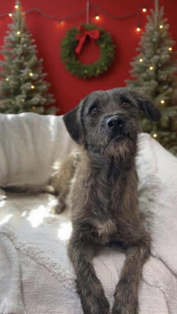 Enlarge Rufo, a Adoptable mixed breed in Tucson, AZ image 3/3