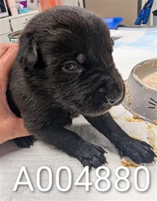 Enlarge ADOPTION PENDING, a Adoptable mixed breed in Ontario, CA image 1/1