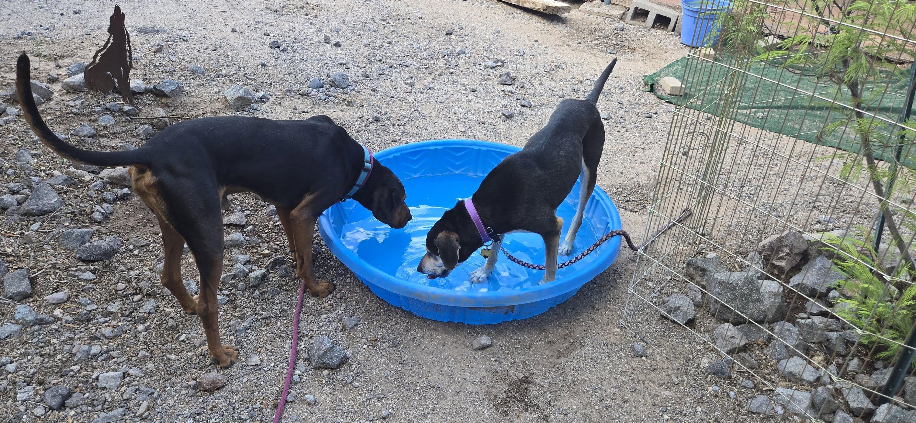 Enlarge Zander, a Adoptable mixed breed in Tucson, AZ image 2/5