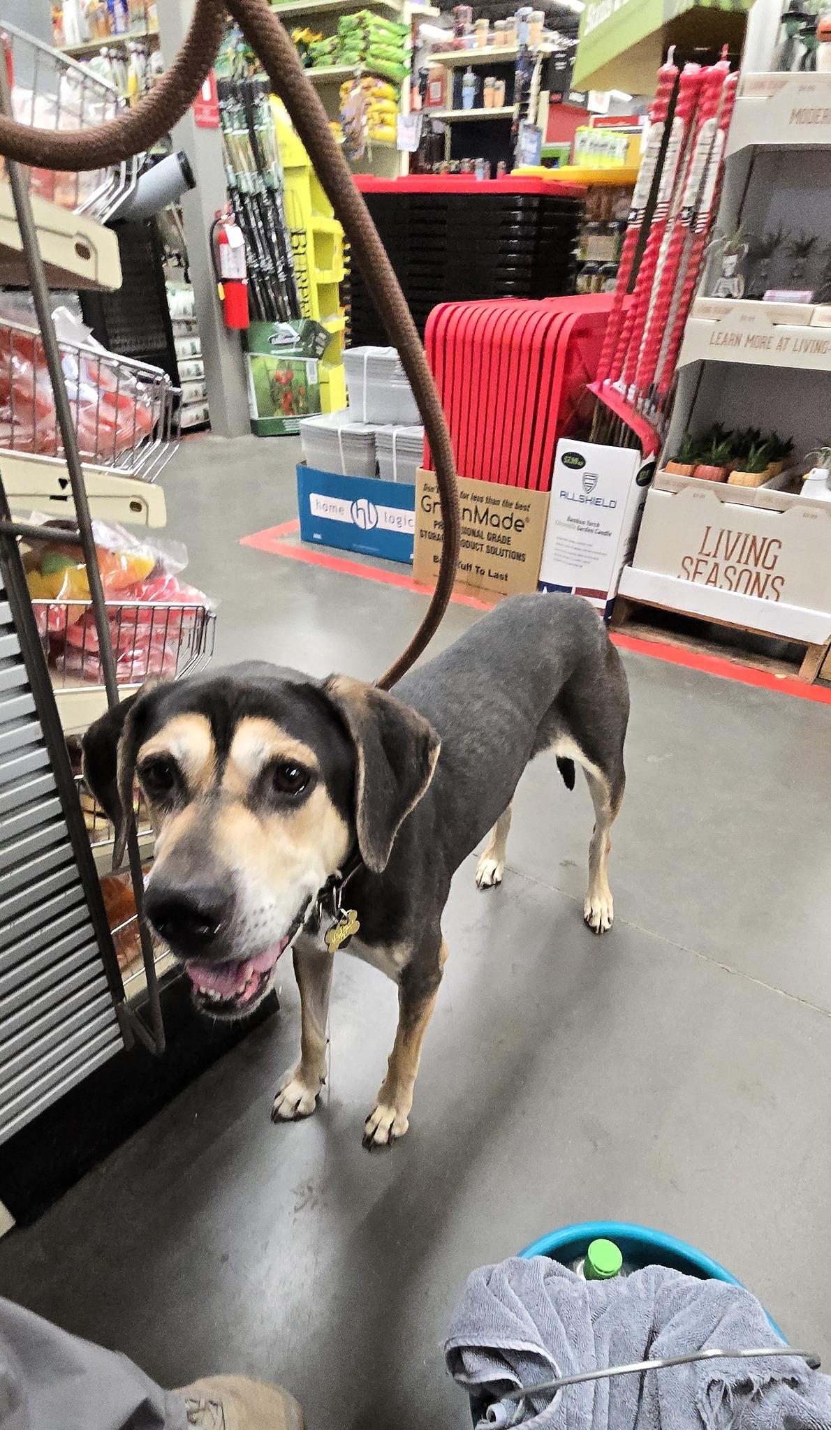 Zander, Adoptable, Adult Male Hound.