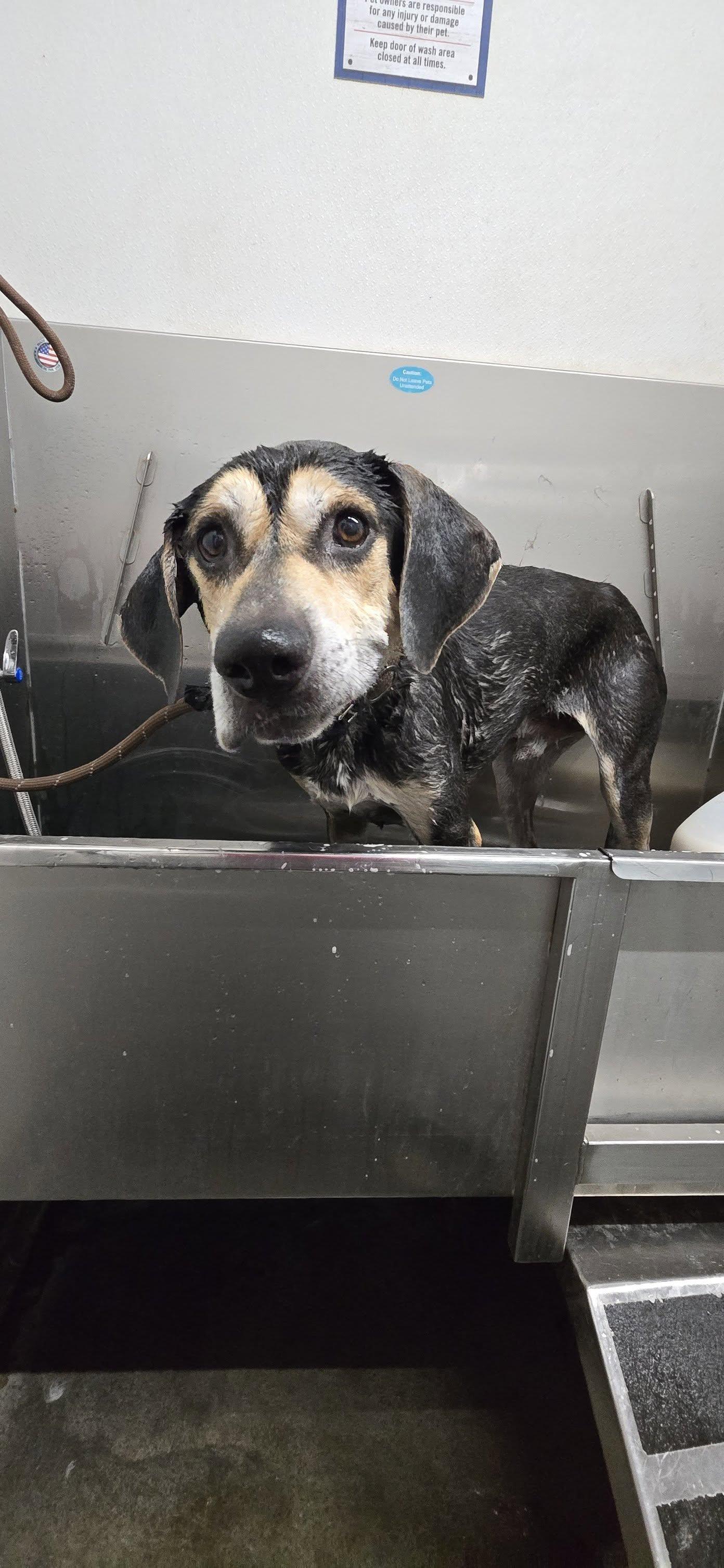 Enlarge Zander, a Adoptable mixed breed in Tucson, AZ image 3/5