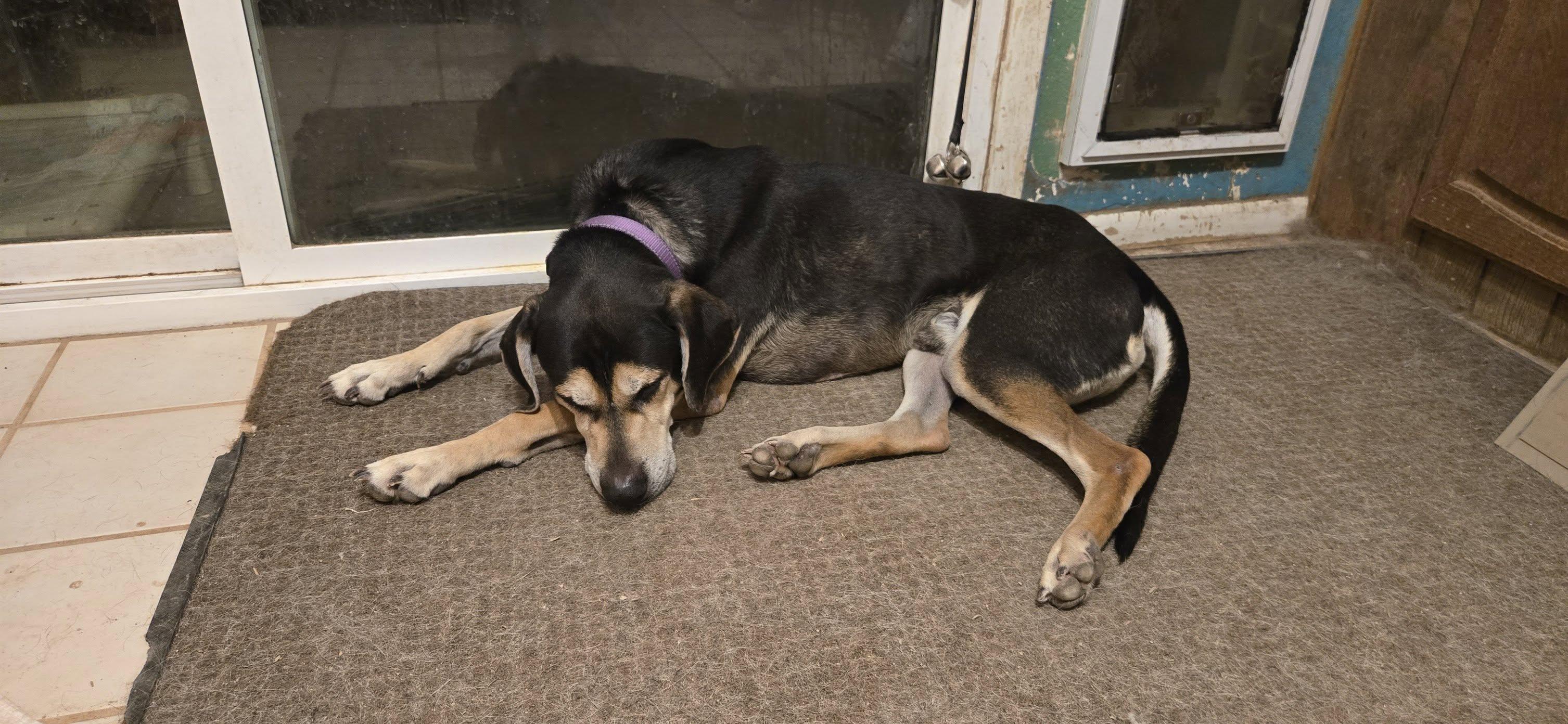 Enlarge Zander, a Adoptable mixed breed in Tucson, AZ image 4/5