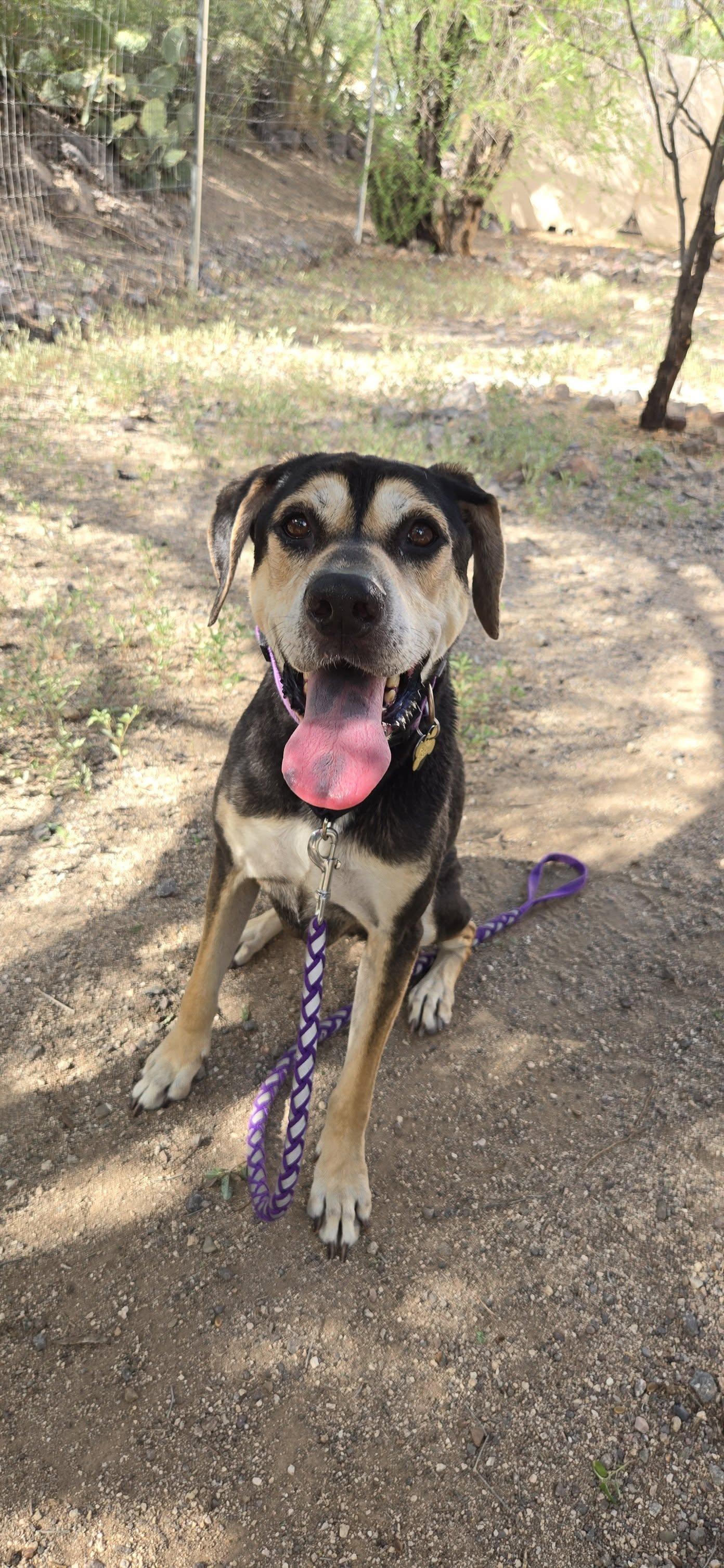 Enlarge Zander, a Adoptable mixed breed in Tucson, AZ image 5/5